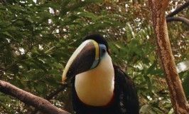 tucan