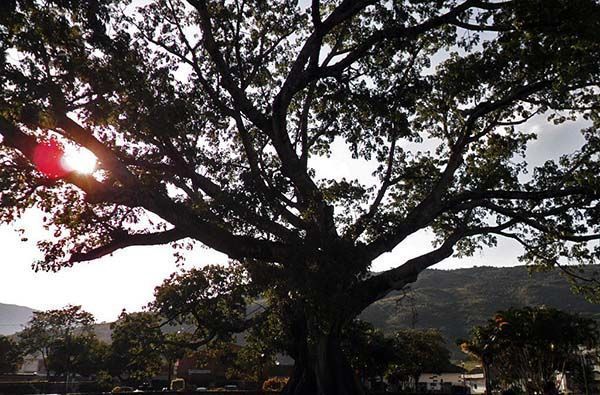 Ceiba del pueblo de Gigante en el Huila