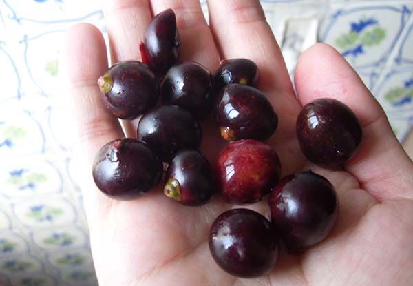 fruto del corozo colombiano