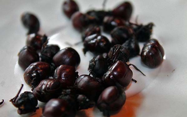 Hormigas culonas de Colombia