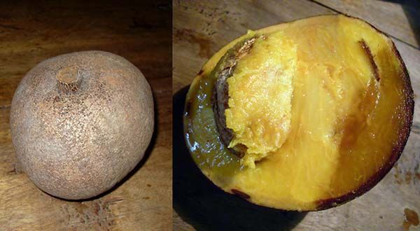 Fruto del mamey