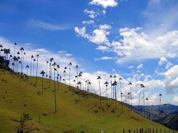 palmeras de cera en el valle de Cocora, Eje Cafetero