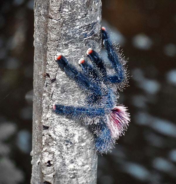 Tarántula en un árbol en el Amazonas colombiano