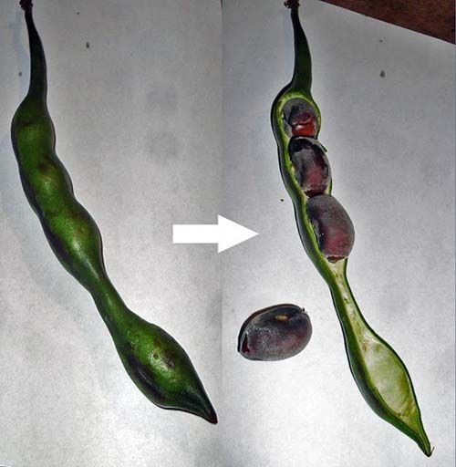 Vaina de balú o chachafruto abierta