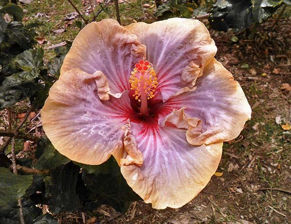 Enorme flor en el jardín botánico de Medellín