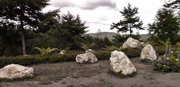 Bosque en el Parque Arví