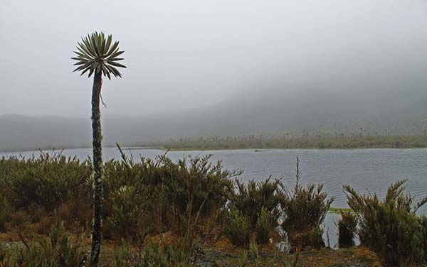 Laguna de Buitrago en el PNN de Chingaza
