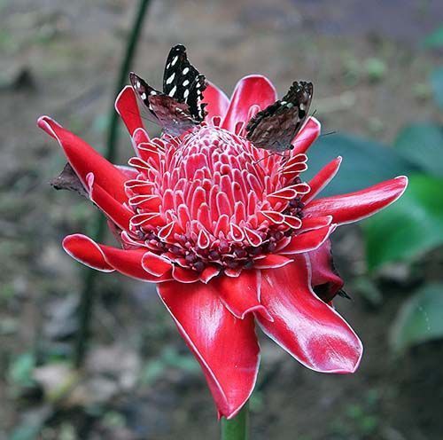 Mariposas sobre una bonita flor en Paway, Putumayo