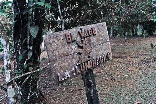 Yage en el jardín botánico del Cea, Putumayo