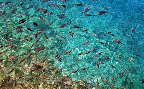 Peces nadando en La Piscinita, San Andrés