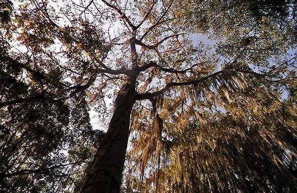 árbol típico del Gallineral en San Gil