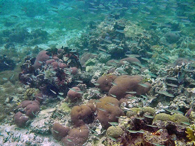 Arrecifes de coral y peces de colores en isla Múcura