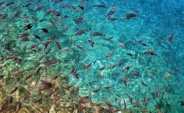 Peces nadando en la Piscinita, San Andrés