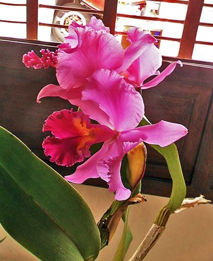 Orquídea o Lirio de Mayo