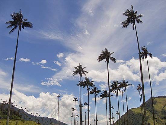 Palmas de Cera en el Valle de Cocora