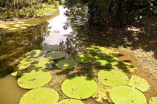 Flores de Loto o Victoria Regia en el PNN Amacayacu