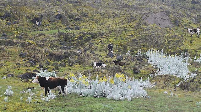 Parque Nacional Natural en Colombia