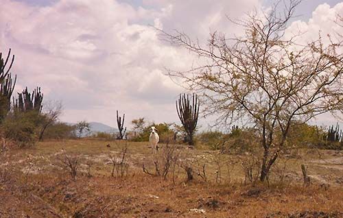 Vaca pastando en el desierto de la Tatacoa