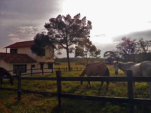 Paisaje de llanos y caballos en la Región de la Orinoquía