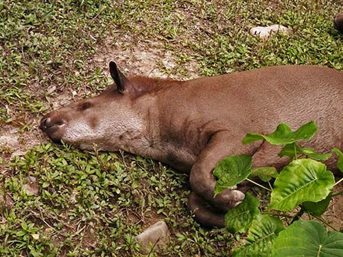 Tapir retozando en la llanura