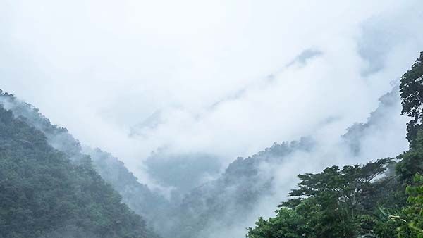 Frondosa selva de Ciudad Perdida