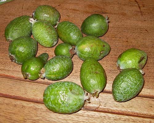 Feijoas o guayabas del brasil