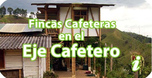 fincas cafeteras