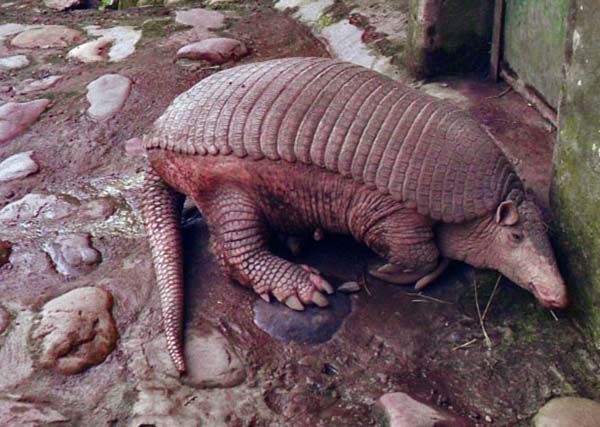 ocarro en el bioparque